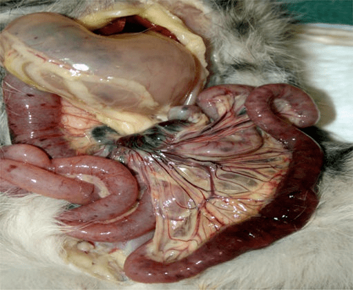 2月龄幼猫虚弱嗜睡7天治疗后成功出院