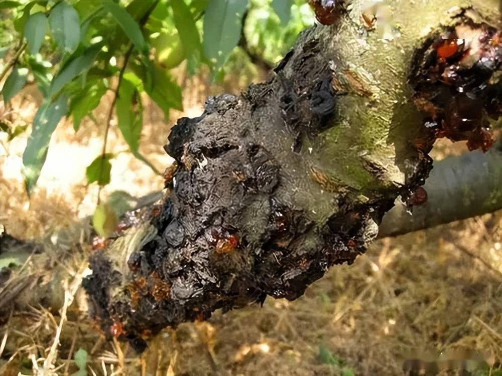 流胶病危害真不小要注意综合防治效果才好