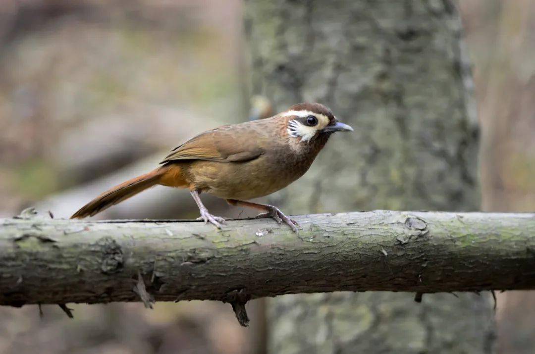 爱鸟周成都市区这几种鸟你都见过吗