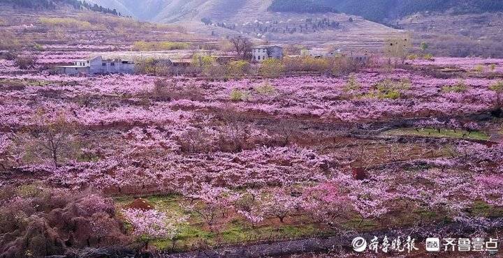 济南近郊万亩桃花盛开