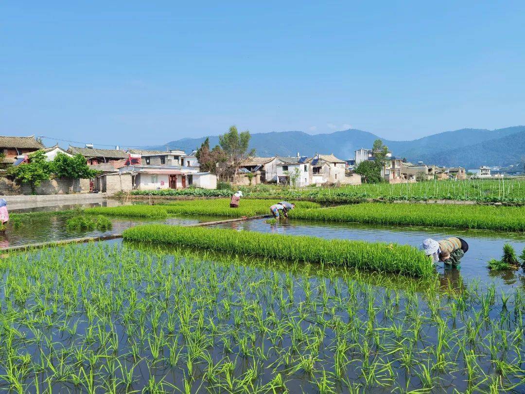 宝秀镇田园美如画正是插秧时