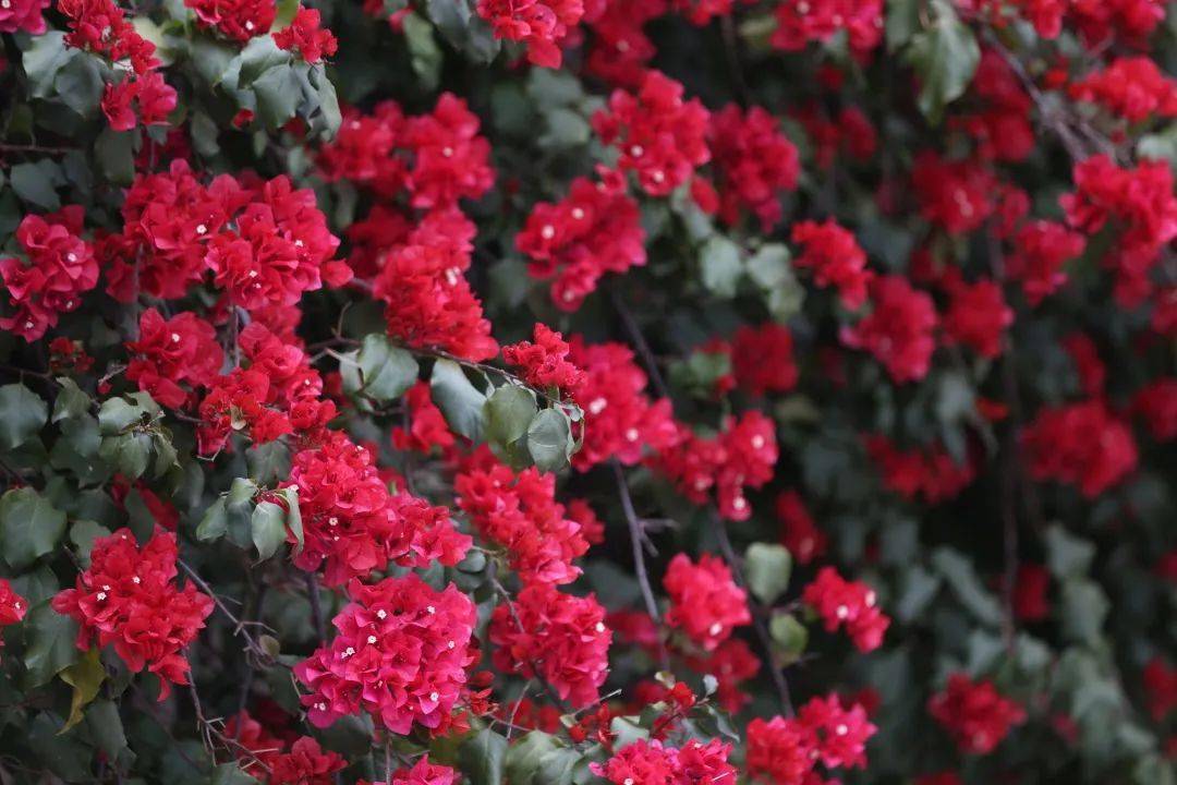 绚如彩霞西昌三角梅一键启动怒放模式