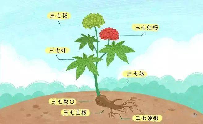 图解三七一封来自三七的自白书