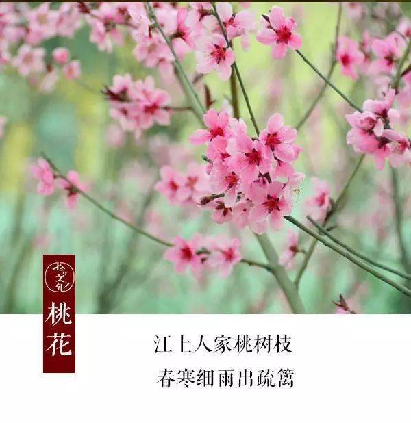 人间尽是四月天_花神_月令_李白