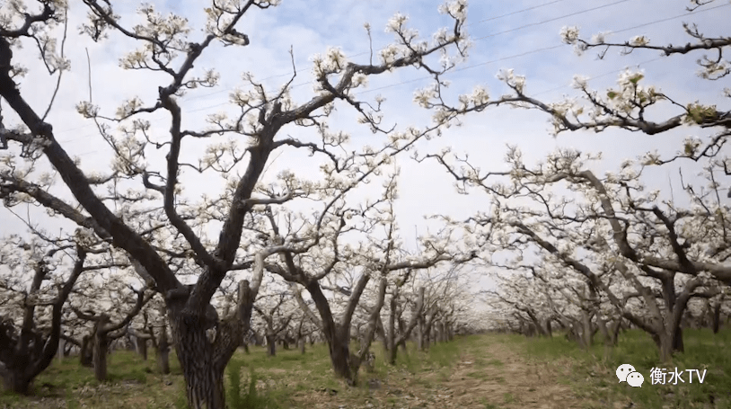 雲賞阜城梨花直播全網瀏覽量破600萬