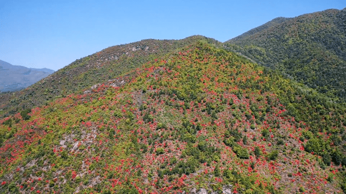 赣州市市花图片