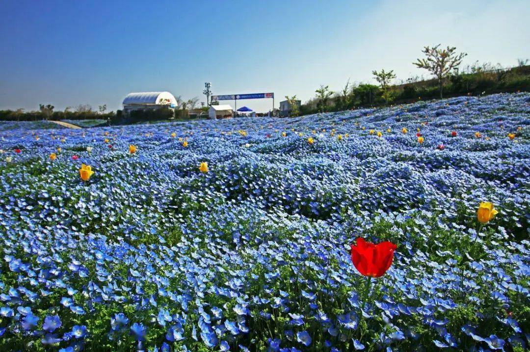 除了樱粉 这里的春日还可以是梦幻的粉蓝 粉紫 粉蝶 日本