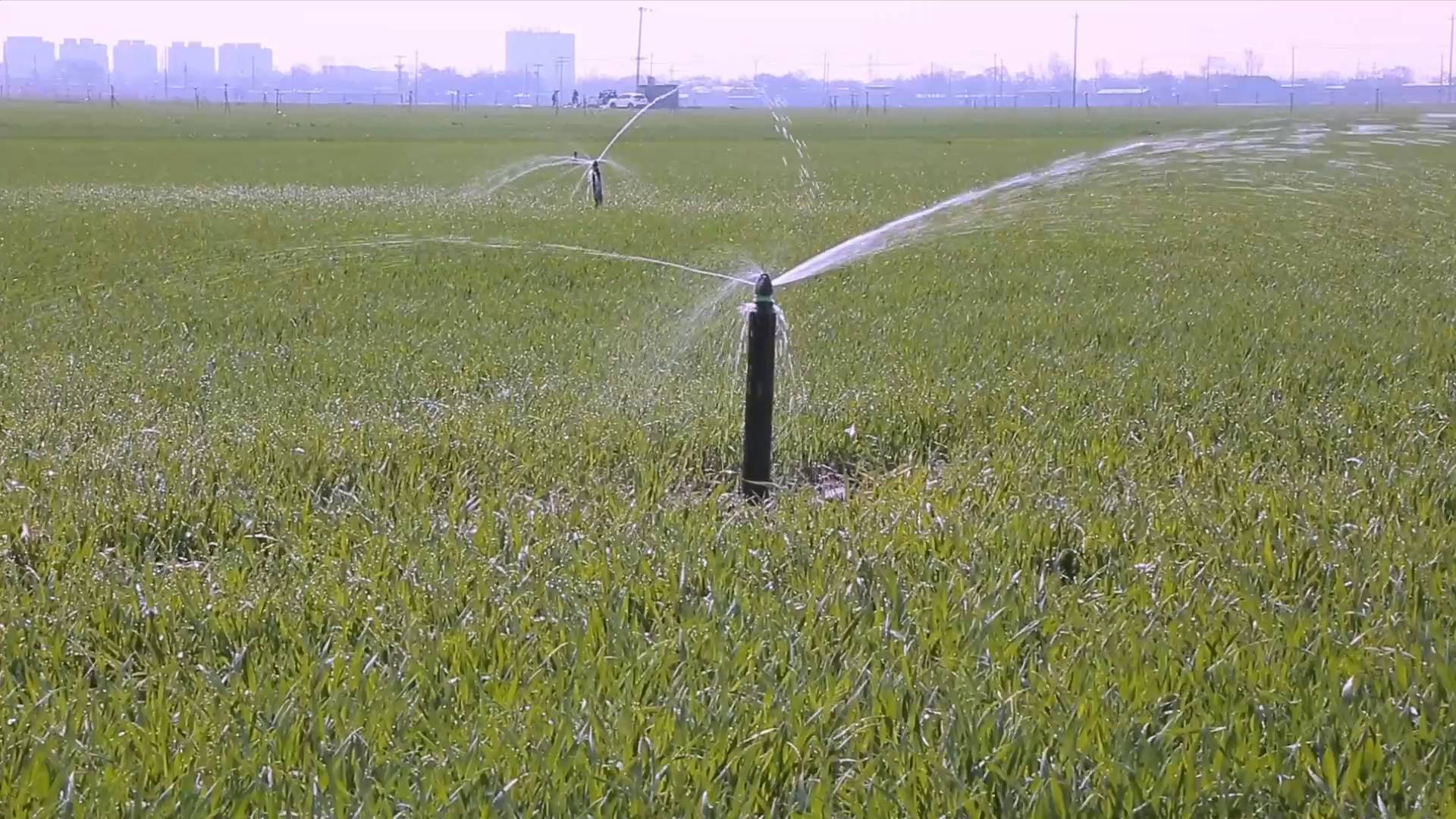 地埋式自动伸缩喷灌系统正在为麦苗浇水在衡水景县的一家农业合作社的