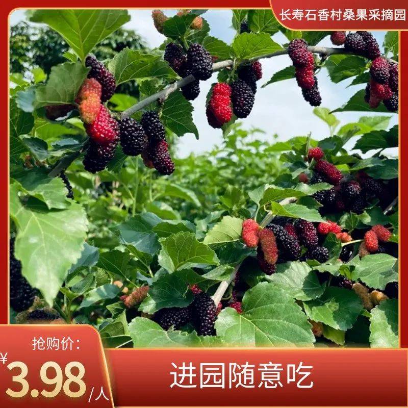 【随便吃】桑葚熟了！3.98元抢桑葚采摘入园门票，赶紧约起来~_万事通_信息_桑果