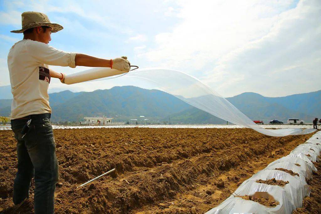 冕寧六萬畝高標準煙田春耕忙_冕寧縣_烤煙_涼山