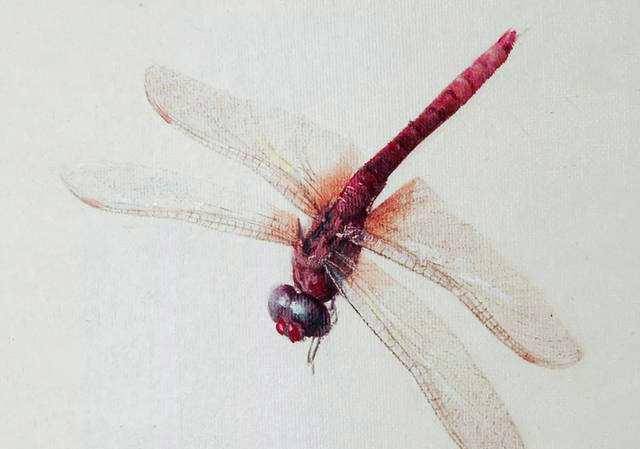 同画红蜻蜓，齐白石卖690万，冷军卖207万，有没有可比性？_搜狐网