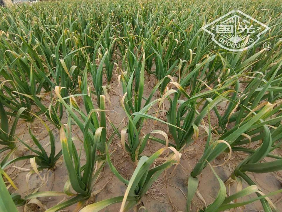 大蒜干尖黄叶的发生原因及防治措施_植株_土壤_养分