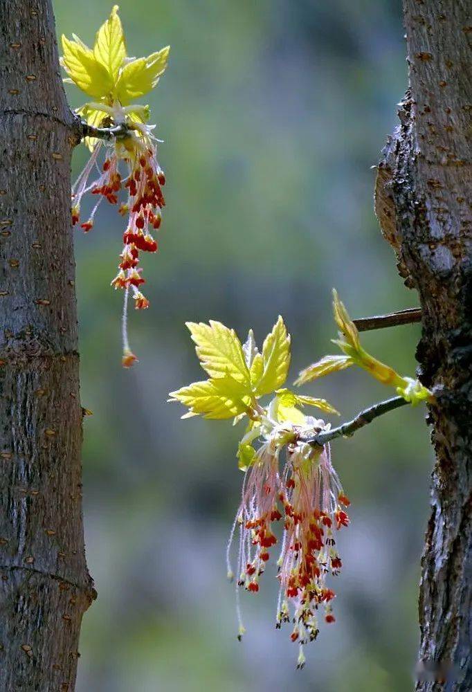 秀才识字读半边梣叶槭