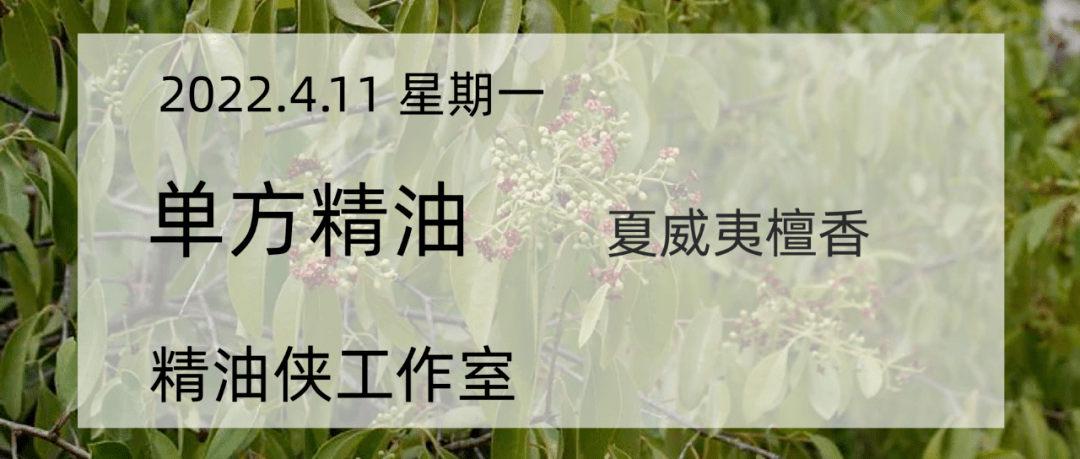 单方】夏威夷檀香_手机搜狐网