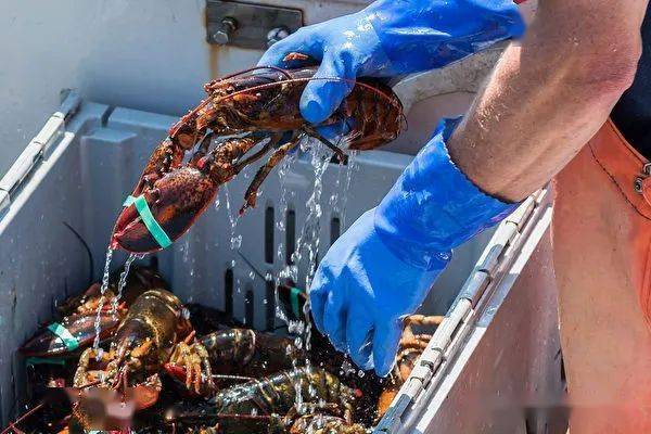 国大西洋省龙虾出口量增 价钱涨当地人吃不起_价格_杰夫·欧文_加拿大