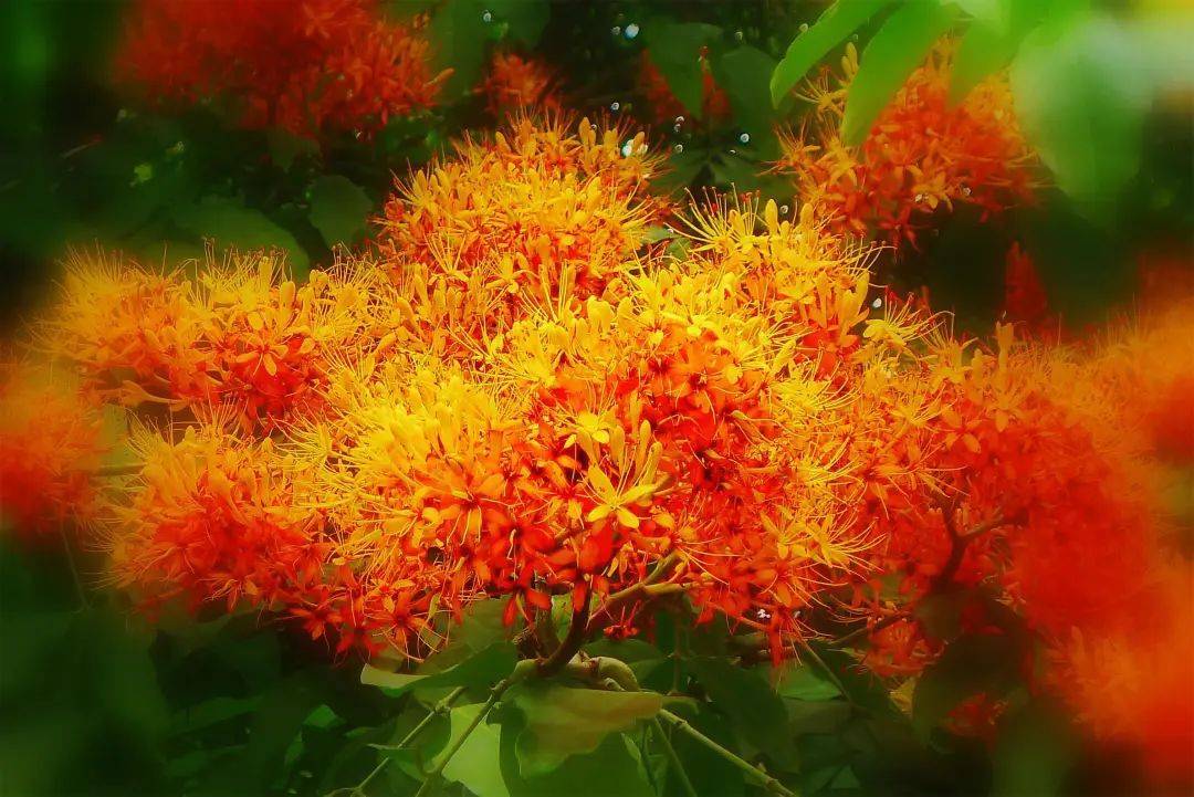 天河公园,无忧花开