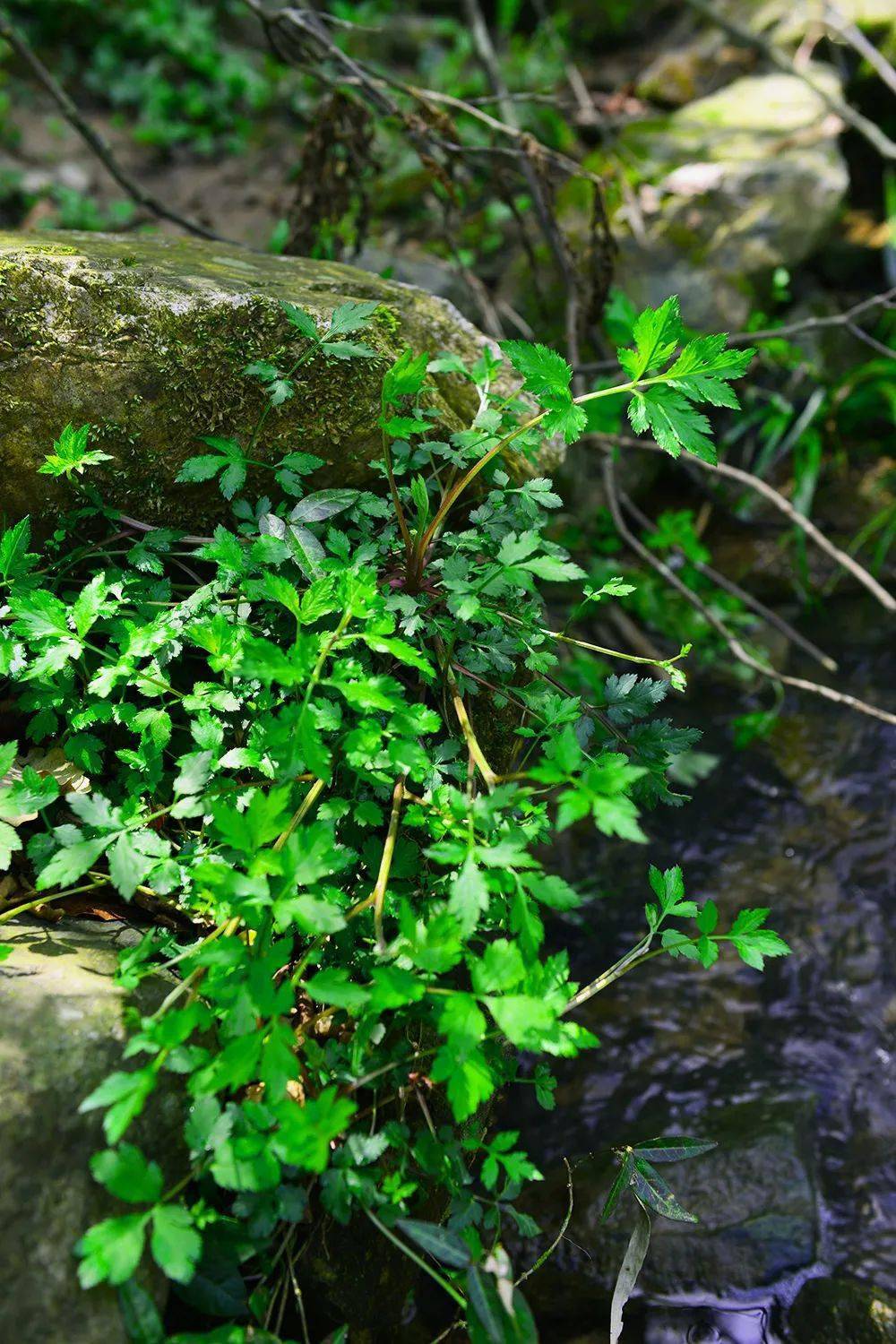 17,鸭脚板鸭脚板是一种长在山里的野菜,因为它的叶片每一枝桠形状是分
