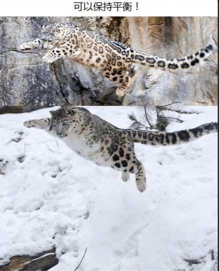 毛茸茸的,雪豹的尾巴各种用处!