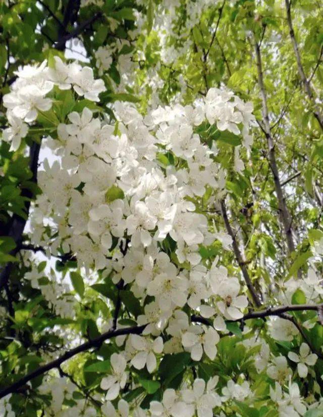 故事树之八棠棣