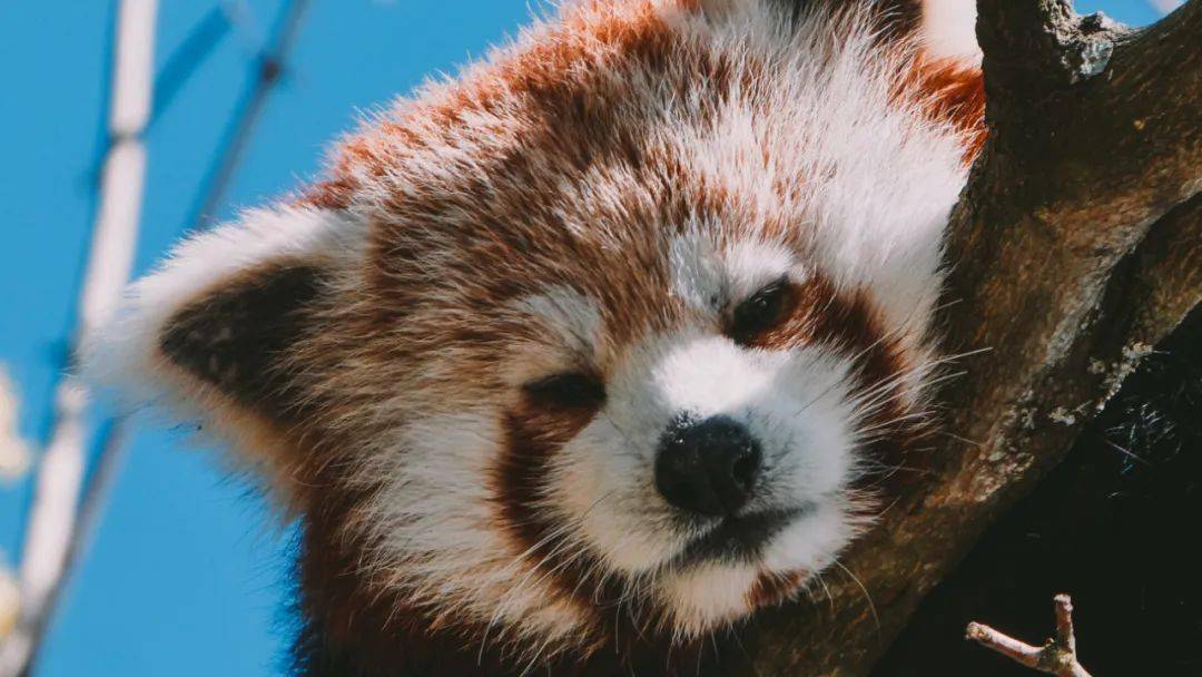 这一次，终于轮到它火了_小熊猫_来源_动物