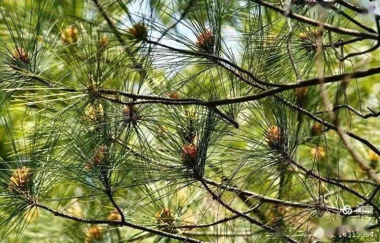 寿川文苑雒官精神绿寿川帝师遗韵种松歌