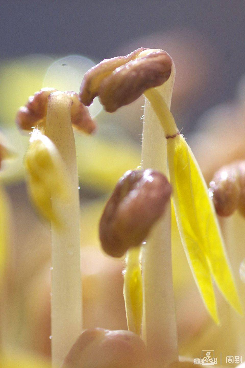 居家发一盆绿豆芽,白嫩豆芽拍出来清新淡雅 