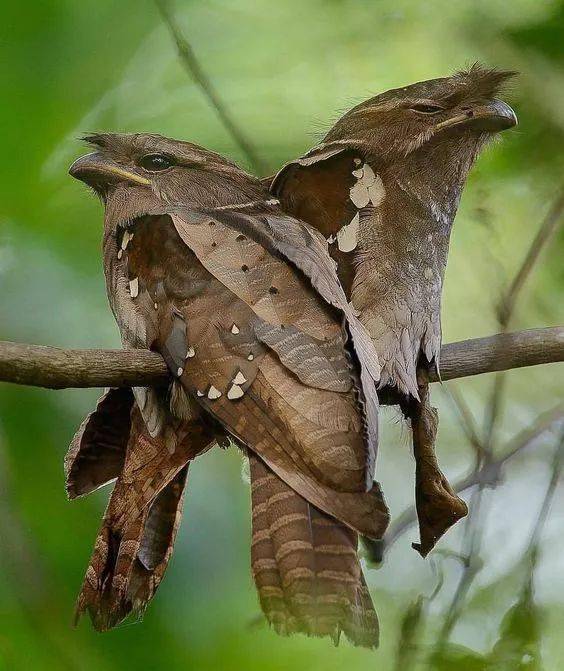 100种怪鸟真是太罕见了见过三种算你牛
