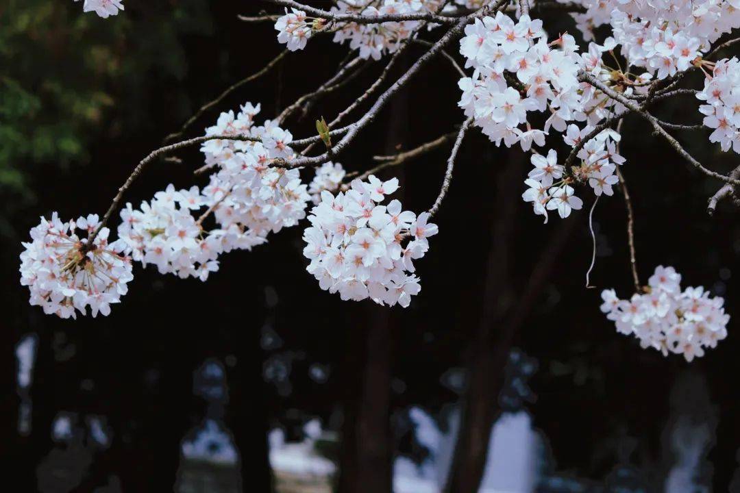 暖春校園裡的邂逅動植物創意攝影大賽相機組網絡投票開始啦