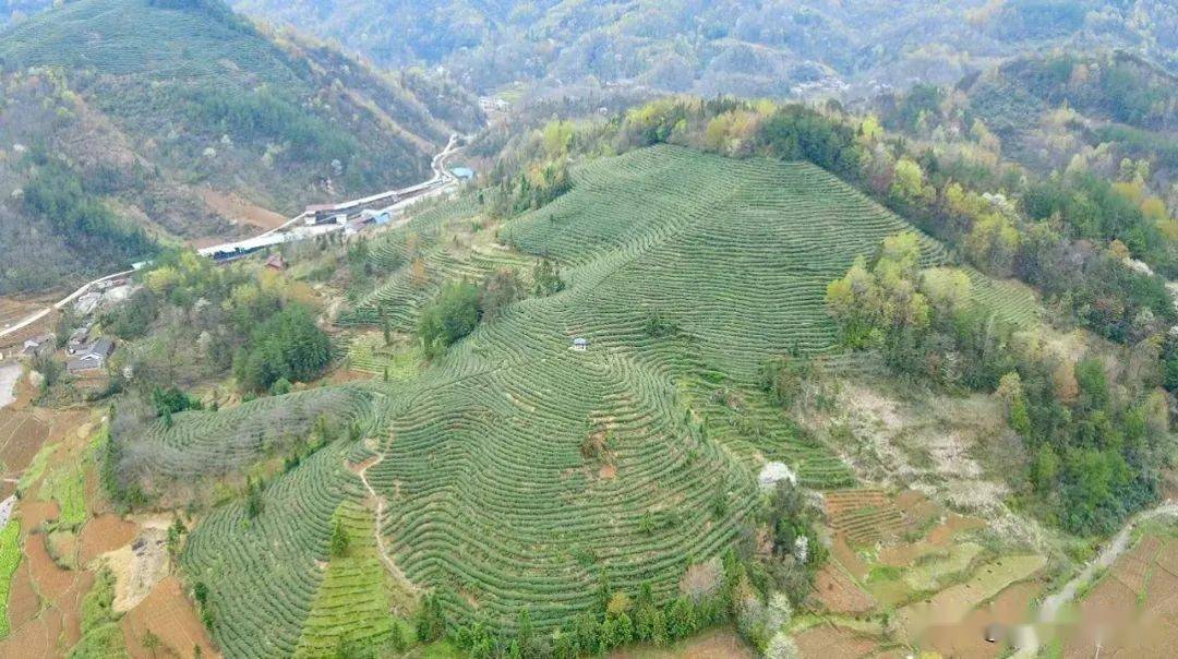 汉中五里坝:茶园美景入画来_高川镇_大巴山_山桃