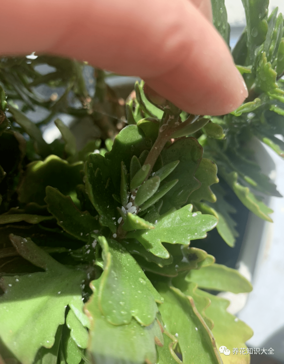 养花长虫子3种笨办法好用见效快虫子全部跑光光