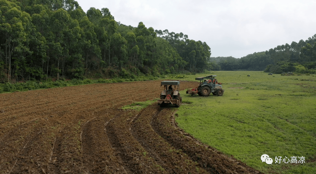 高州一镇撂荒1年多的88亩耕地,复耕的画面好美_石鼓镇_土地_工作