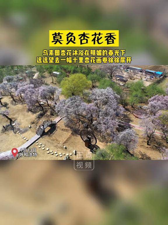 莫负好春光乌素图杏花开了乌素图赏花季