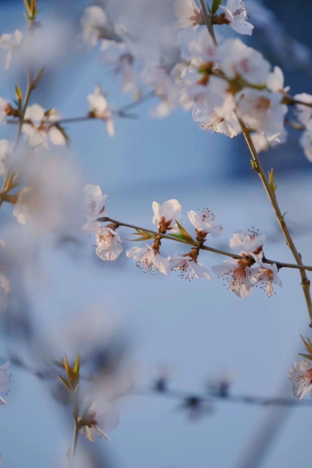 春暖花开四月含香于大外绽放