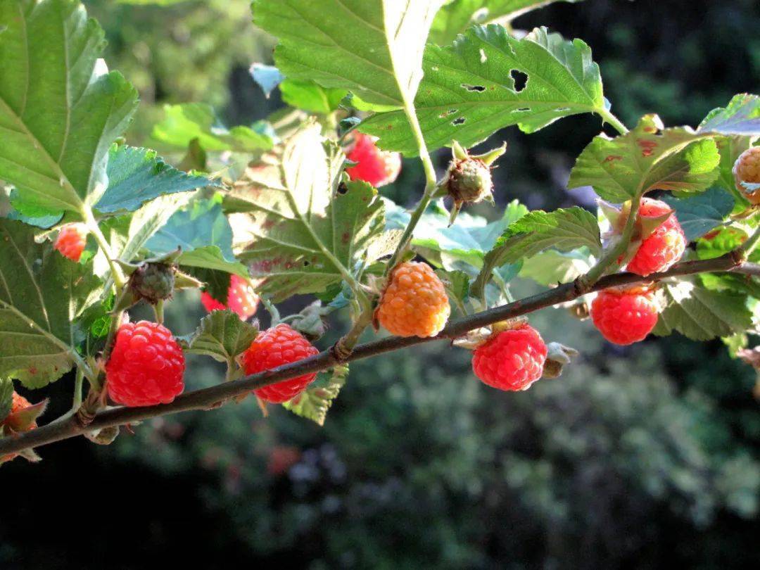 蓬蘽一把一口闷,山莓只合一粒一粒品_果实_草莓_种类