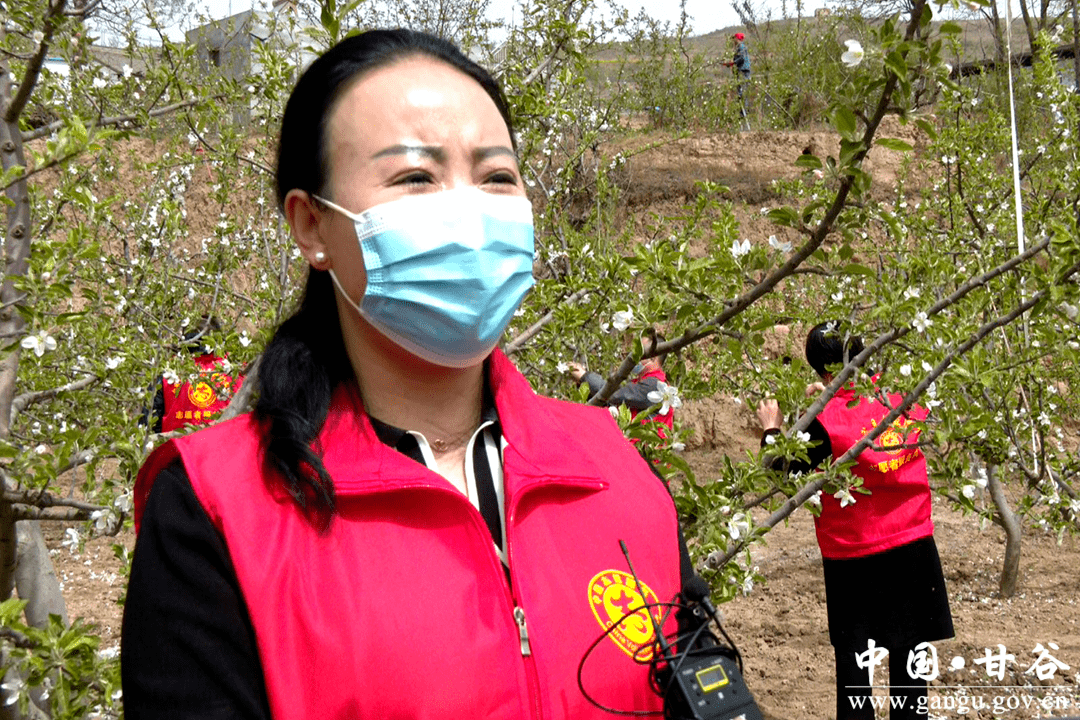 甘谷志愿服务下田间疏花疏果正当时