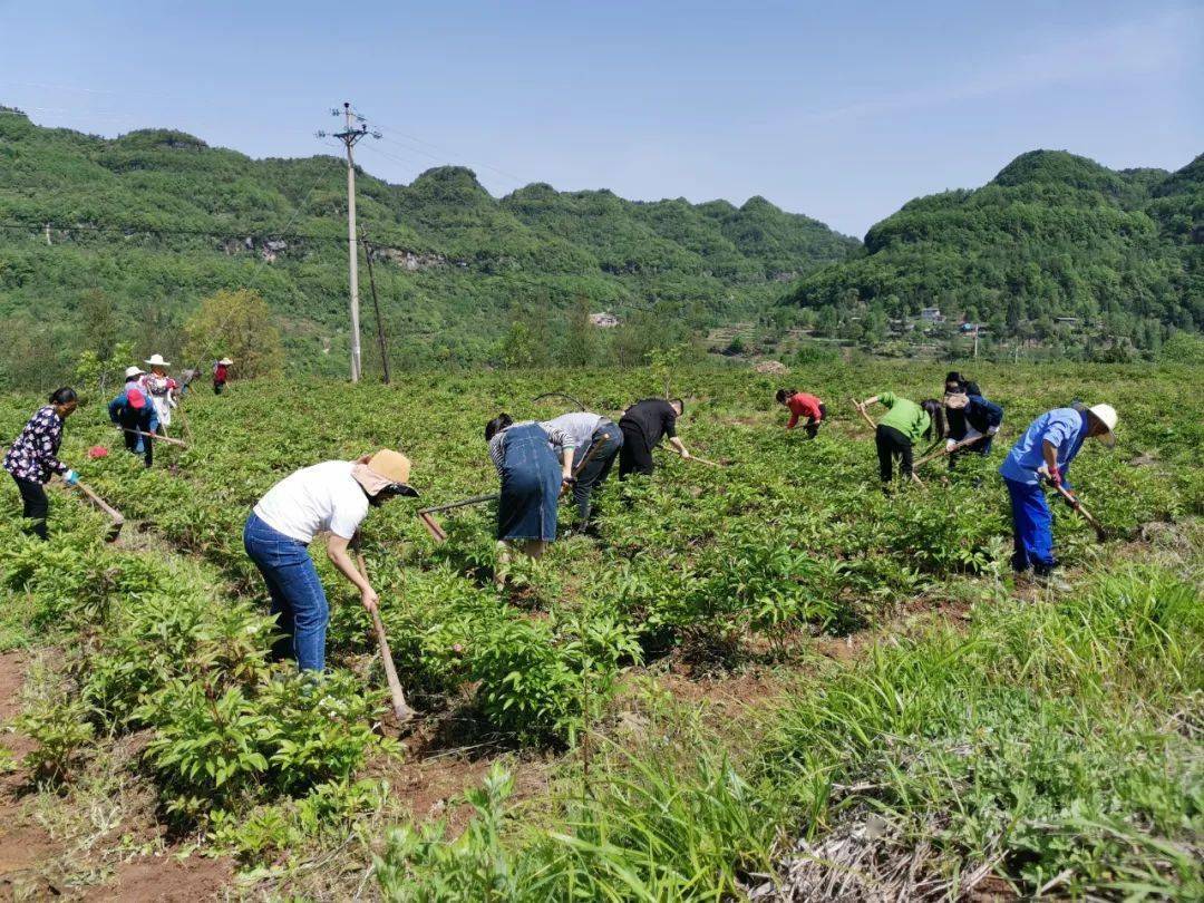 除草图片真实图片图片