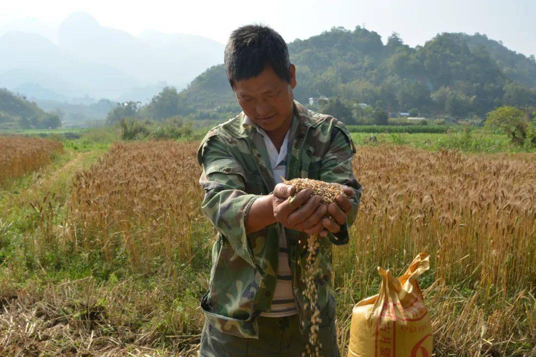 【鄉村振興】正興鎮:隴上小麥黃 農民收割忙_種植戶_生產_節本