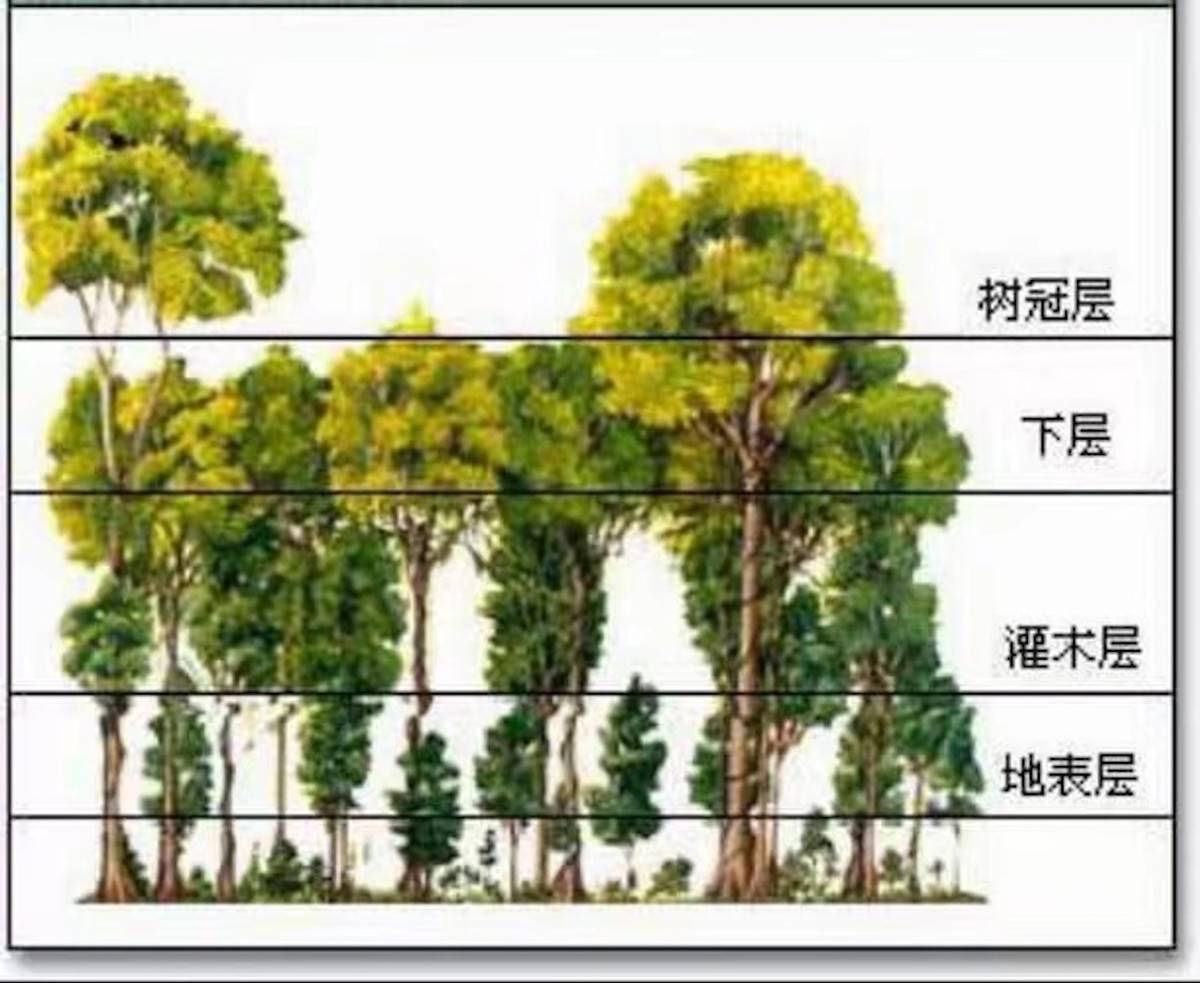 (林冠层和林下层)而且因为林冠层的茂密,很少有阳光能够射进大树底层