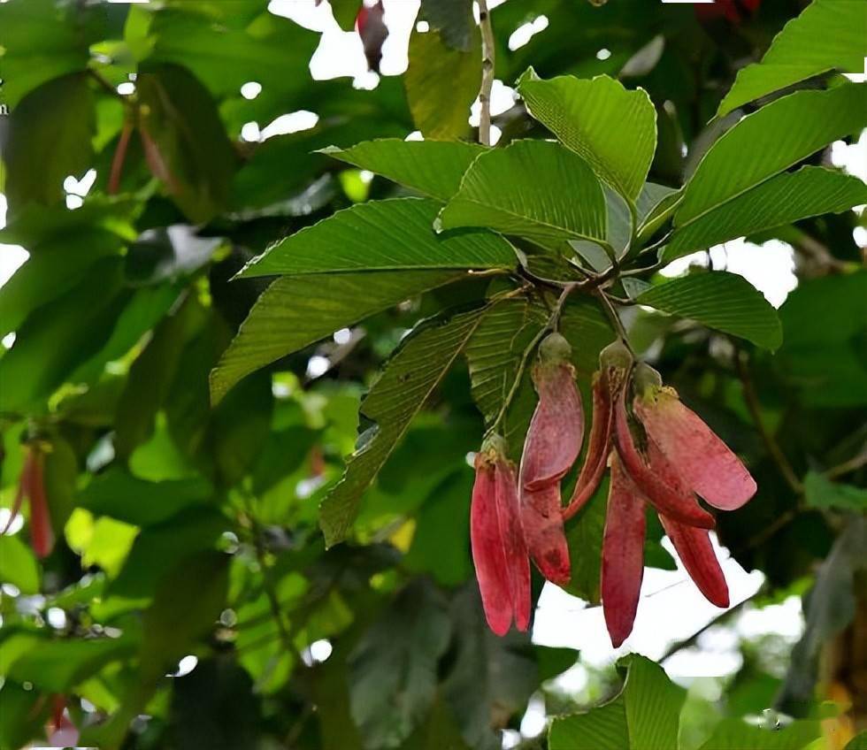 盈江龙脑香育苗造林技术