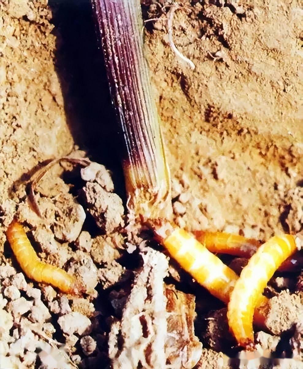 今年种玉米,千万小心啦_金针虫_防治_处理