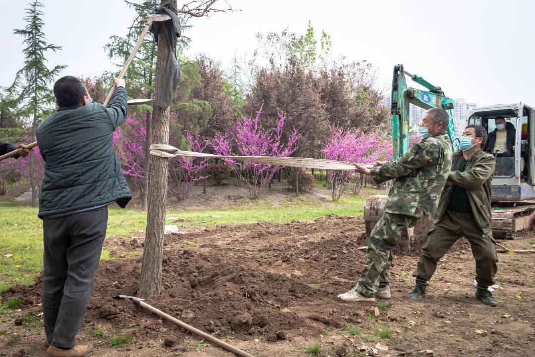 校庆特别礼物汉阳陵向西北大学捐赠140棵银杏树120棵樱花树