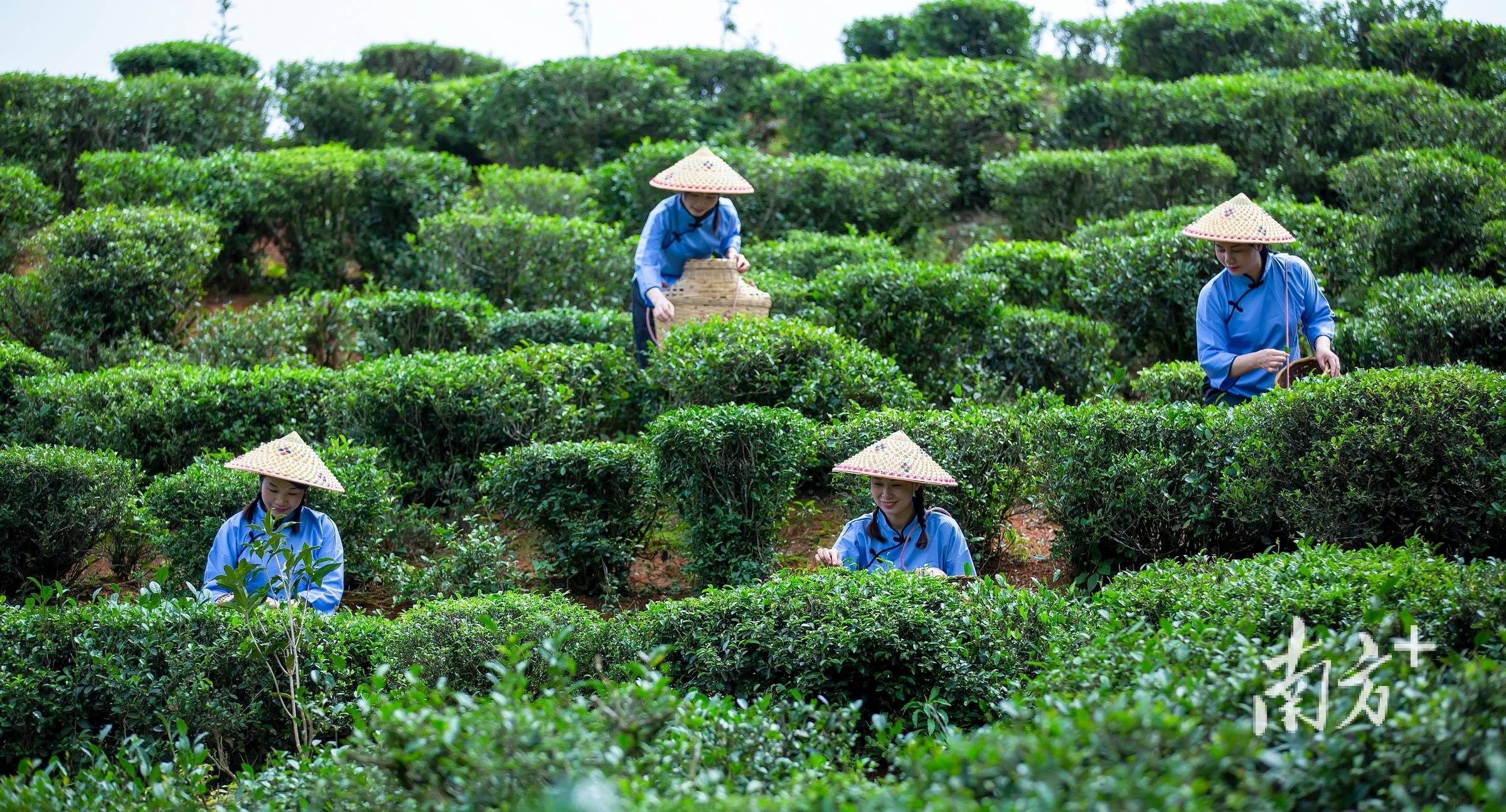 河源茶场看个够·东源篇