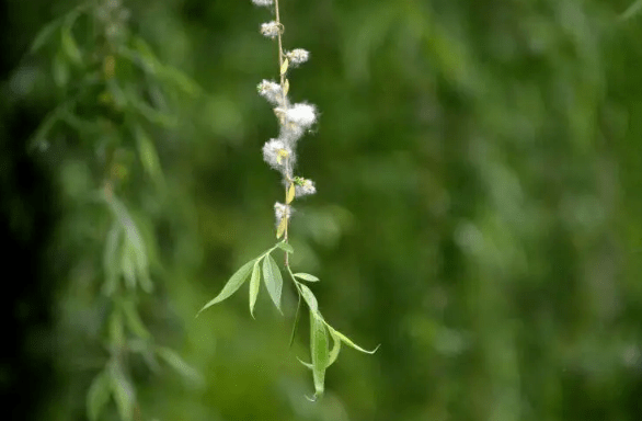 一年春色又楊花,詩詞裡的