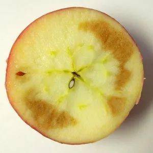 苹果,梨,桃,荔枝,菠萝冷害时是果皮或果肉褐变为多