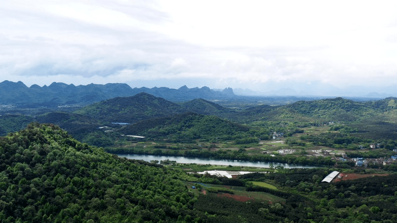 桂林毛竹山村葡萄开花结果乡村振兴有奔头组图