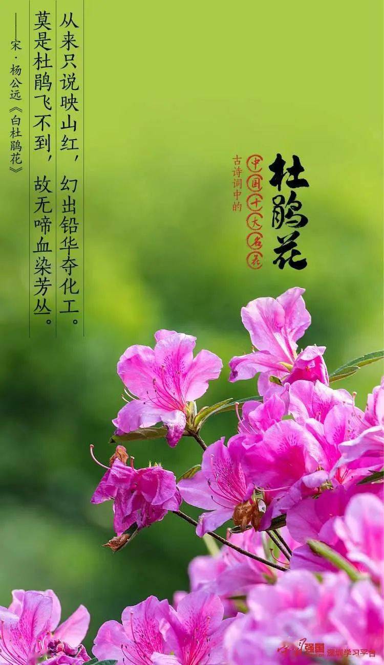 杜鹃花的样子描写图片