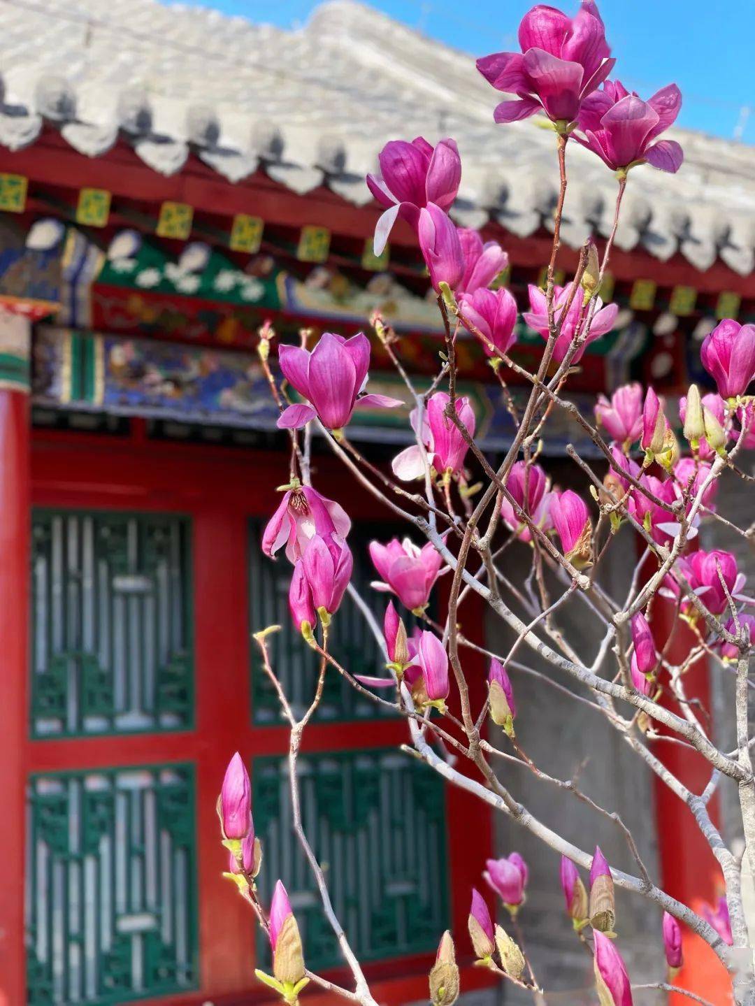 沈阳故宫赏花指南