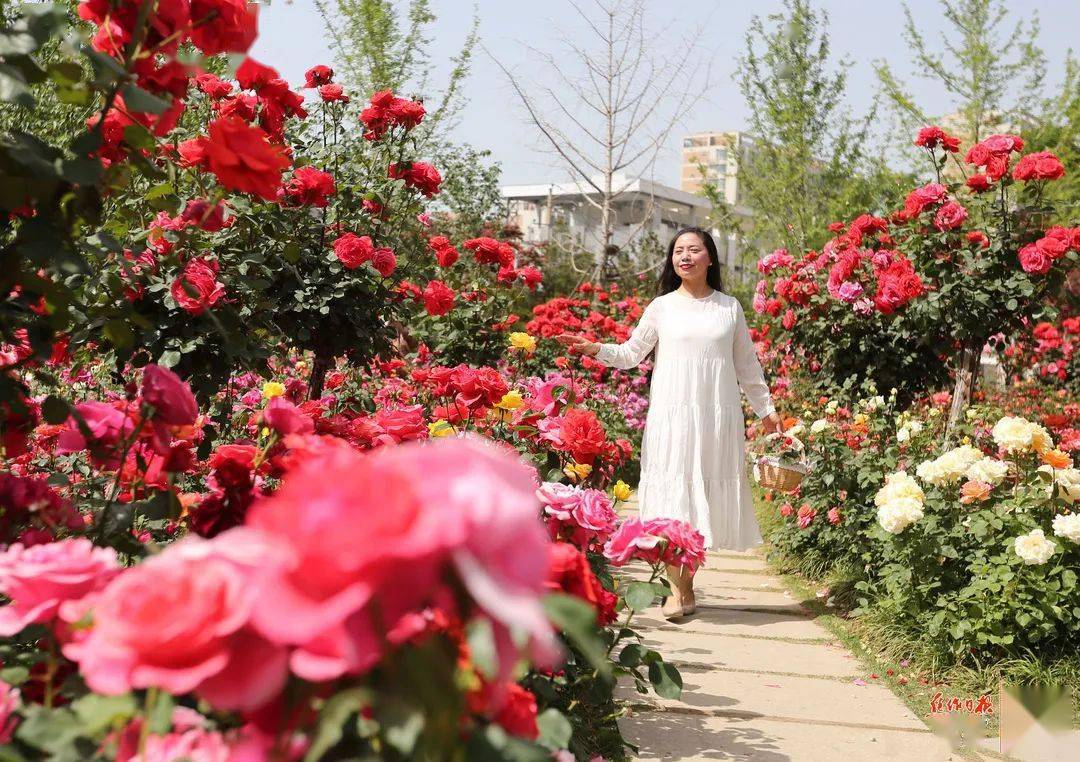 本周日焦作免费向市民赠送市花