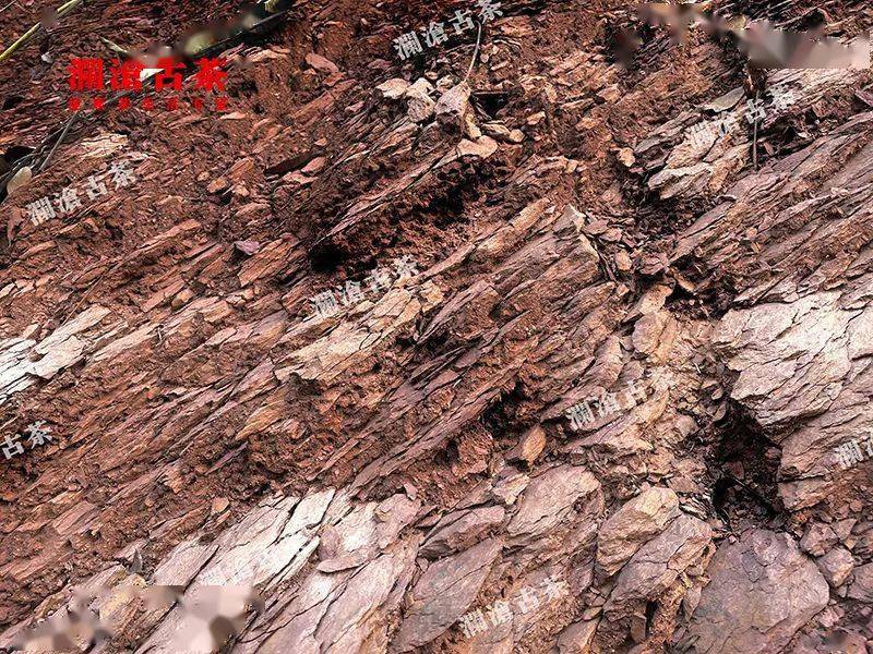 曼松明星产区少见少有