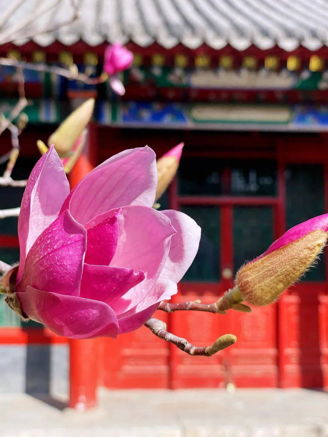 沈阳故宫赏花指南